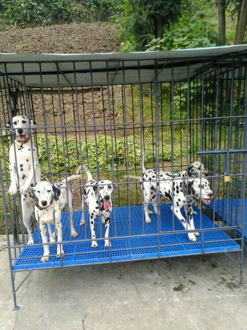 海南犬舍出售纯种斑点狗大麦町犬活体宠物狗市场在哪卖狗地方买狗
