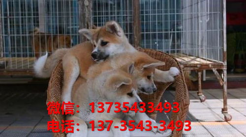 健康正宗的秋田犬 上海犬舍宠物狗狗出售在哪有狗市场卖狗买狗地方
