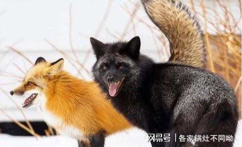 持续60多年的疯狂实验 野性赤狐被驯化,变成乖顺 狐狸狗