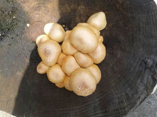 家里木桩上面长了这种蘑菇 这蘑菇叫什么 