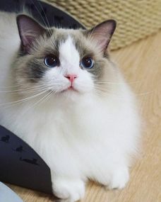 一只布偶猫能卖80万吗？