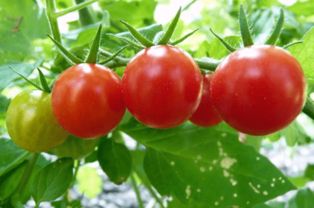 樱桃番茄怎么种植,666平方种樱桃番茄产量是多少