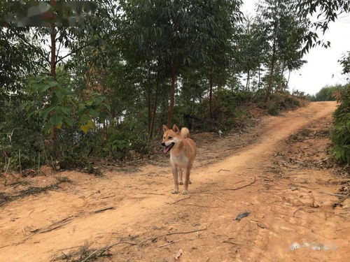 94年狗过了28岁会越来越好