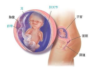 胎儿第二十二周的发育情况