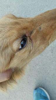 狗狗得结膜炎怎么办 有什么症状 