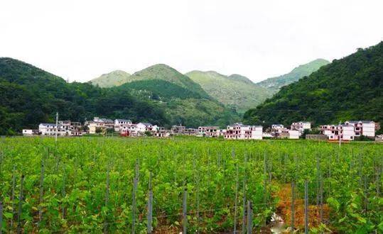 乡游黔中│铁水冲龙 初夏葡萄,开启陇财村田园之旅