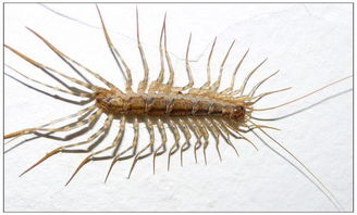 家里看见一种很像蟑螂的虫子,8条腿,腿又高又长分布状态跟蜘蛛似的 样子像蟑螂但不是 这是什么虫子 