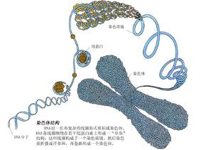 慢性粒细胞性白血病