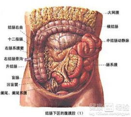 乙状结肠癌能治好吗