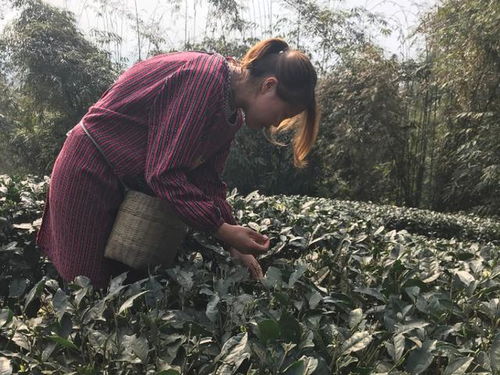 疫情发生之下,沐川春茶收购价下跌10 左右,春茶 逆市 应采尽采 一跌一增 沐川茶农收益不输去年
