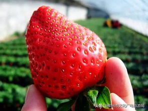 柳州周边的草莓园又开了 赶紧收藏吧