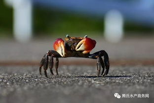 中秋近,螃蟹销售很 疯狂 个头比去年大30 ,扎蟹工一月能赚一万五