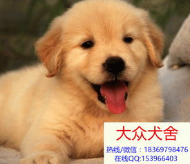 贵州纯种金毛犬出售多少钱一只哪里有卖的 到大众犬舍 
