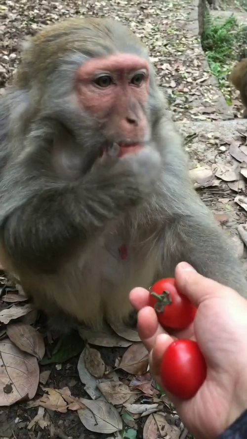 猴子先把食物放到嘴里,然后慢慢吃,怕被抢走 