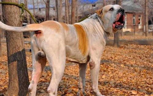 亚洲最能打的狗,不是中国的藏獒,而是巴基斯坦的国宝 库达犬