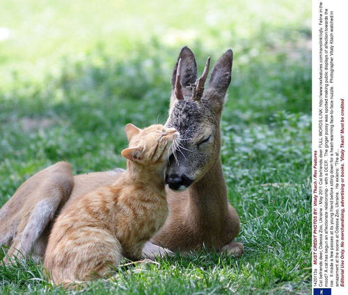 镜头下 12张温馨的图片,让您感受动物之间最纯粹的爱