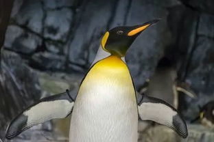 企鹅并非生来就是黑白配色,长大之后才会变成 燕尾服小绅士 哦