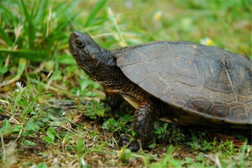 你以为乌龟就是最长寿的 不然