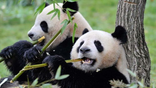 大熊猫真的不会被竹子划伤嘴巴吗 看看它们有多挑食就知道了