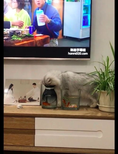 猫咪为了能捞到鱼,用脸把瓶子给堵上了,这是想把鱼给闷死吗
