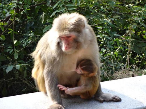 猴子和人类怎么比较才公平 科学家发现猴子更擅长解决问题
