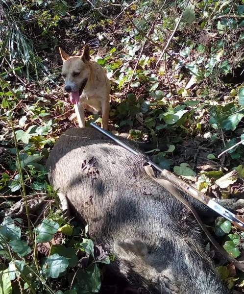 武宁 野猪猎手 36支枪 一年限量捕杀450头野猪 