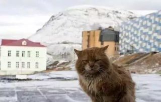 全球唯一禁止养猫的岛,一只橘猫用 狐狸 身份偷偷生活到今天