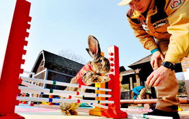 韩国爱宝乐园开辟 兔子村 迎新年 