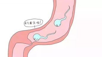 听说做过人流输卵管才会堵？快来重新认识一下“输卵管”