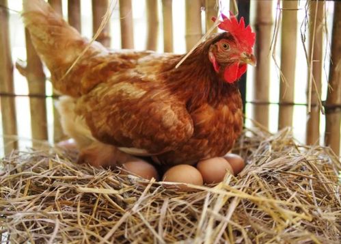 所有鸡蛋都受精了吗 敲开鸡蛋会吃到小鸡仔吗