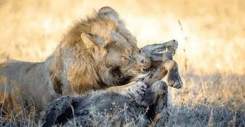 吹那么凶 野生藏獒大战非洲鬣狗, 谁更强 网友 鬣狗对手是狮子