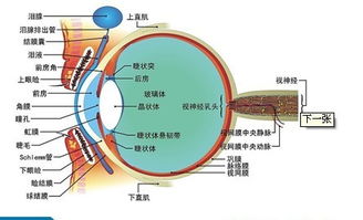 为什么闭眼时眼前黑乎乎 请讲清楚一点 还有为什么使劲按眼睛会 痛 会眼花 