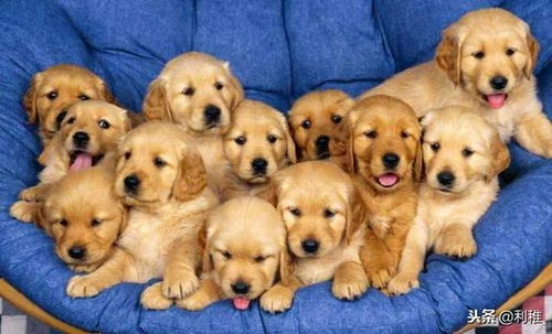 十种适合家里养的狗狗,干净 可爱 尤其是楼房养哟