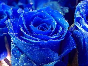 送蓝玫瑰代表什么意思 蓝玫瑰花语大全