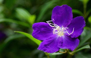 紫蝴蝶的花语是什么？