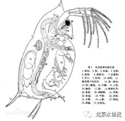 养殖池塘里枝角类过量的危害和处理方法