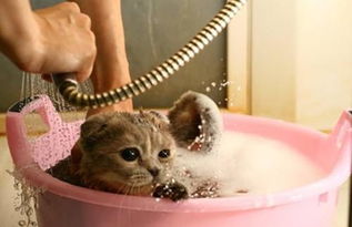 主人给猫洗澡,离开几分钟后,发现猫竟然自己洗好了