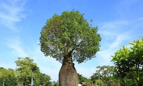 一次能存2吨水,非洲人民称它为生命之树,在国内平凡的令人心酸