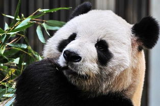 福州熊猫世界图册 