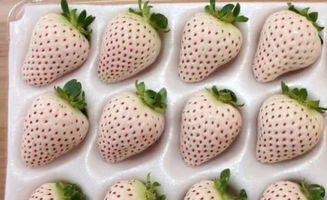 白草莓苗什么品种最好,南方白草莓哪个品种好？