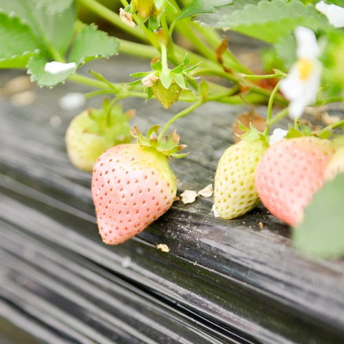 雪蜜草莓苗价格 雪蜜草莓苗批发 