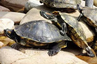 常见龟种的交配时间