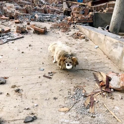 心疼 主人拆迁搬走,家犬沦为流浪狗,在等待中消耗生命