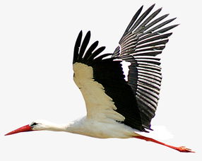 手绘虫鸟森林 飞翔的鸟素材图片免费下载 高清装饰图案png 千库网 图片编号23452 