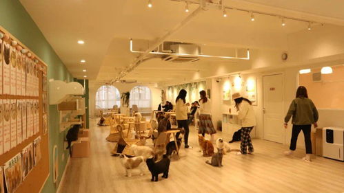 长宁这里的 撸猫体验馆 ,成为爱猫人士追捧的 圣地