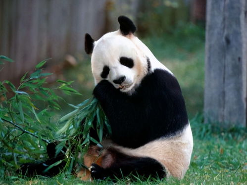 600万元租一年,为什么国外仍要抢着租借大熊猫 专家 太划算了