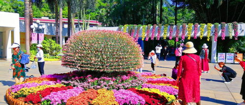 深圳东湖公园2021年菊花展美爆了,呆在此环境中我两天不吃饭都行