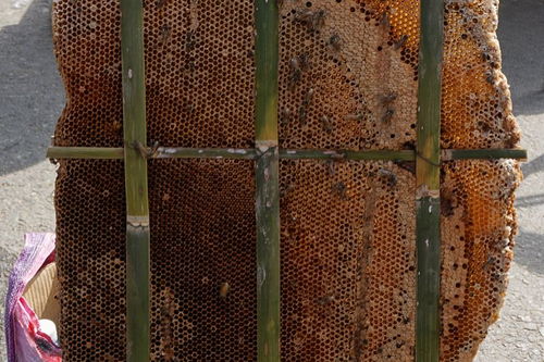 怎样可以把野蜜蜂吸引进蜂箱 