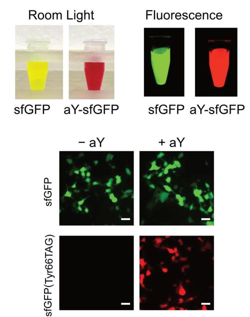 Nat Chem Biol 艾辉旺团队发明简单高效地将绿色荧光蛋白传感器转化为红色荧光传感器的新技术