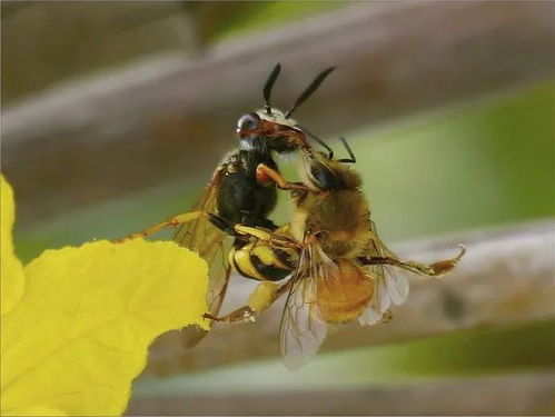 贵州气温大面积下降,六盘水市发现巨型蚂蜂窝,蚂蜂更喜欢冷